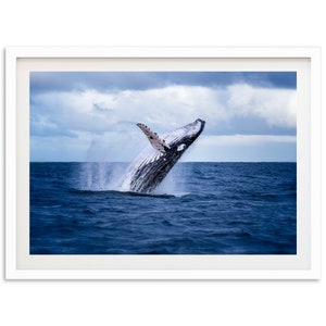 Fine Art Whale Print -  Ocean Photography Wall Art California Wildlife Nature Fine Art Photography Home Decor