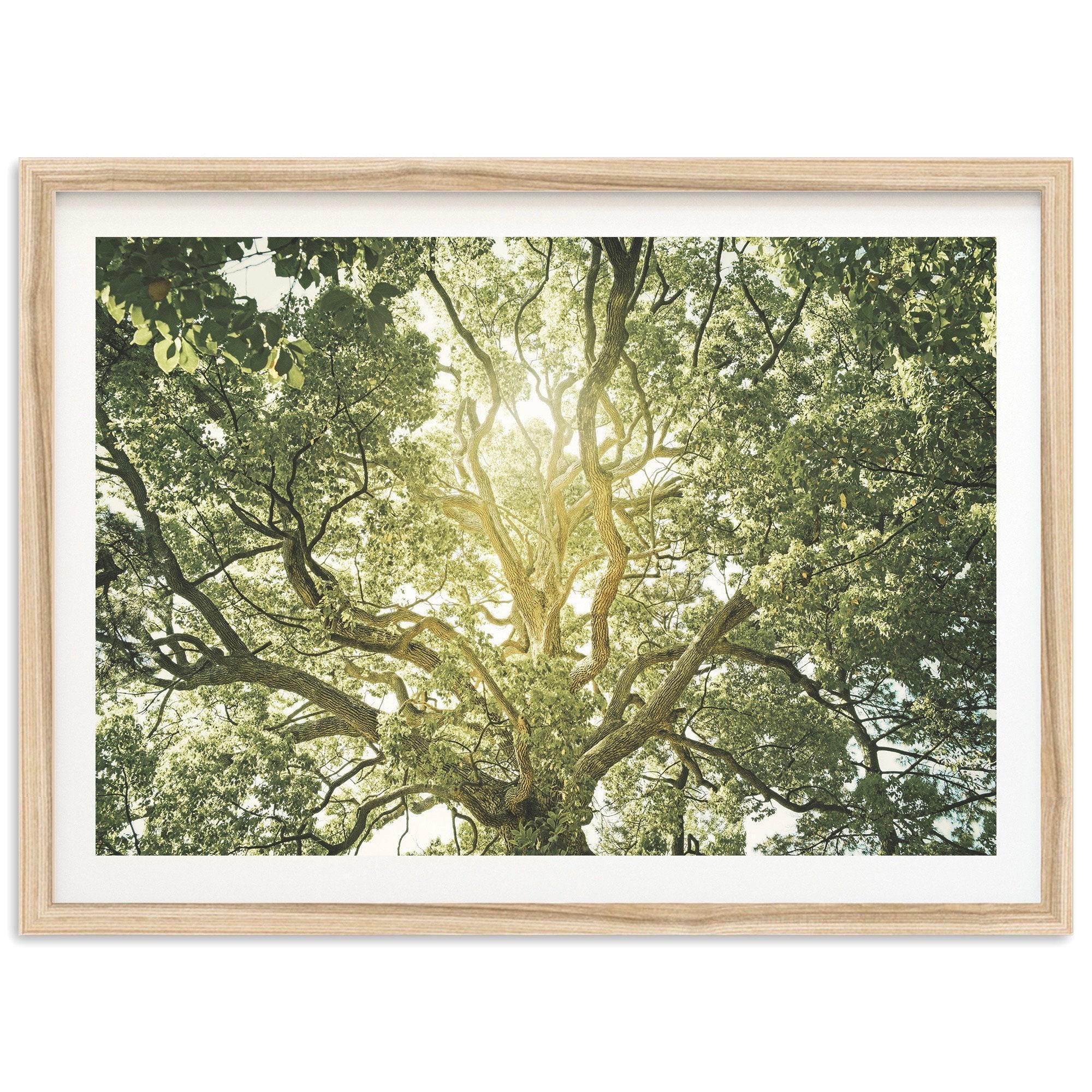 Fine Art Tree of Life Print - Framed Photography Print, Forest Wall Art, Cottage Core Wall Decor, Coastal Grandmother Wall Art
