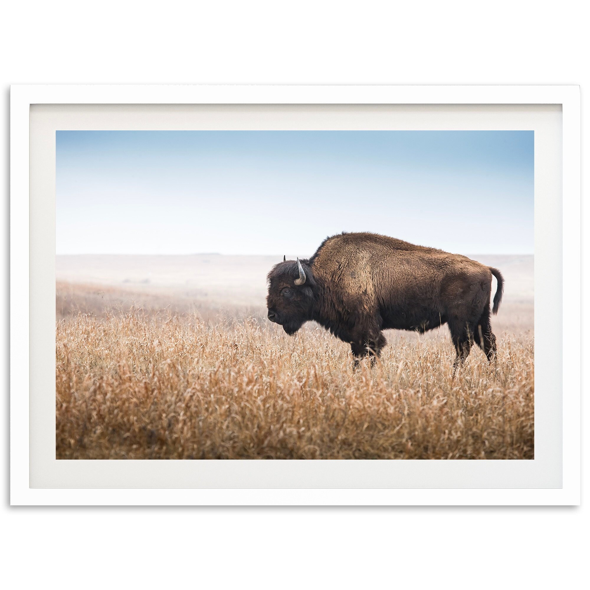 American buffalo For sale as Framed Prints, Photos, Wall Art and Photo Gifts