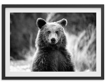 Bellas Artes American Bear Print - Blanco y Negro Naturaleza Vida Silvestre Montaña Grizzly Enmarcado Bellas Artes Fotografía Decoración de la pared del hogar