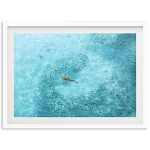 Framed Shark Print | Aerial Ocean Fine Art Wildlife Photography