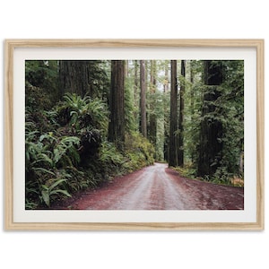 Fine Art Forest Print - Pacific Northwest Redwood Trees Landscape Framed Photography Home Wall Decor