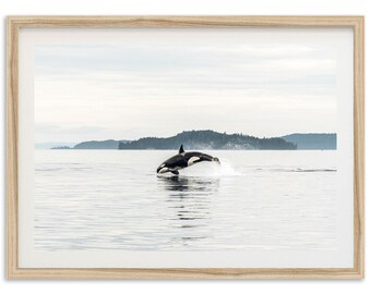 Framed Orca Wildlife Photography Print | Whale Wall Art, Rustic Home Decor