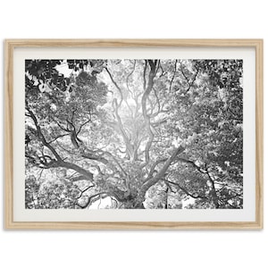 Fine Art Tree of Life Print - Framed Black and White Photography Print, Cottage Core, Coastal Grandmother Wall Decor