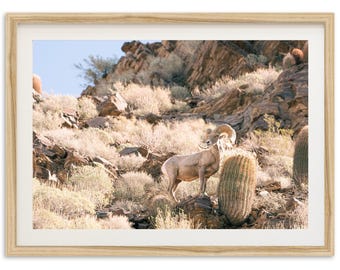 Framed Desert Bighorn Sheep Print | Western Wildlife Photography Art, Palm Springs California