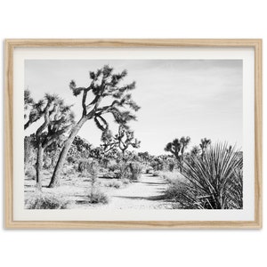 Fine Art Joshua Tree California Trail Print - National Park Desert Landscape Framed Fine Art Photography Wall Decor