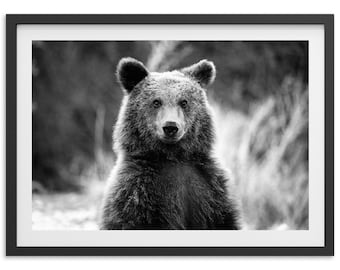 Framed Grizzly Bear Print | Black and White Wildlife Photography, Mountain Cabin Art