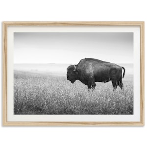 Fine Art American Bison Print - Framed Black and White Western Wall, Nature Photography, Mountain Cabin Wall Art, Buffalo Wall Art