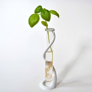 May include: A white ceramic vase with a twisted design holds a small green plant with roots in water.