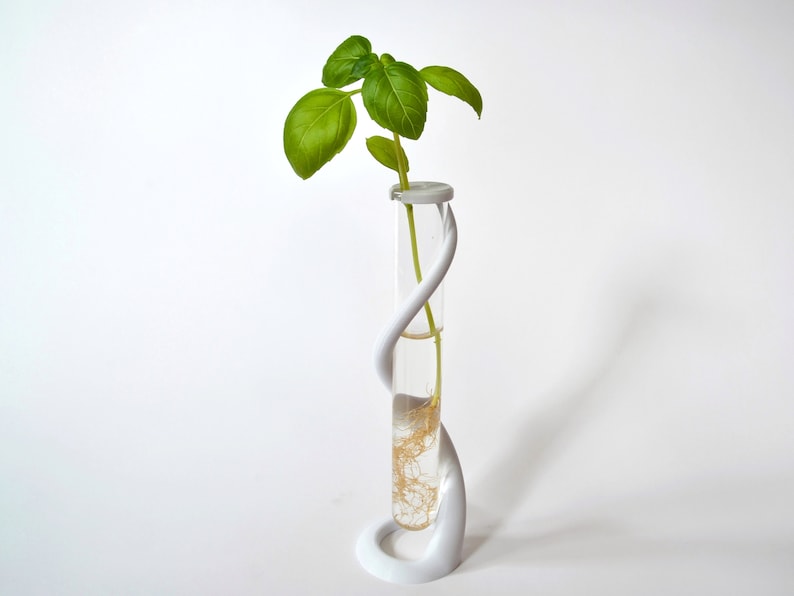 May include: A white ceramic vase with a twisted design holds a small green plant with roots in water.