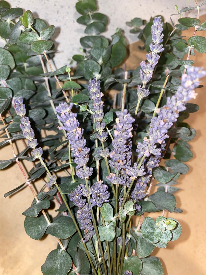 Eucalyptus/lavender bundles Etsy