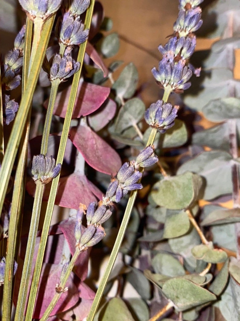 Eucalyptus/lavender bundles Etsy