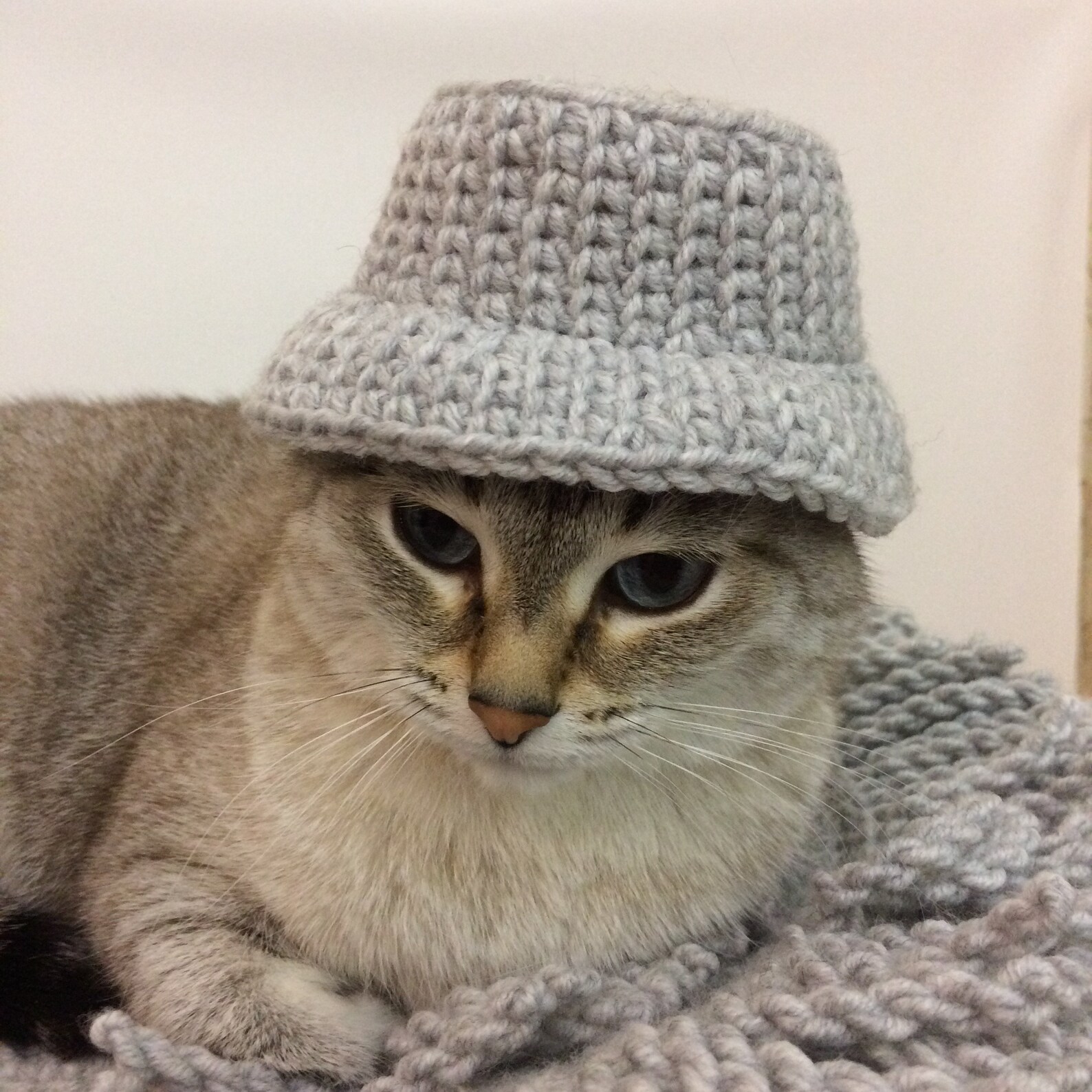 Bucket hat pattern bucket hat for cat crochet hat for cats Etsy
