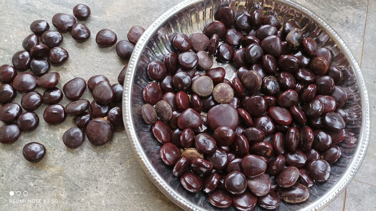 100 Natural Ayurvedic Sea Bean African Dream Herb Been Entada Seed