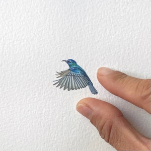Palestine Sunbird, uccello nazionale della Palestina, dipinto originale, piccola opera d'arte