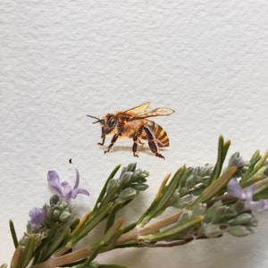 Honeybee, original watercolour painting, tiny art, bee painting