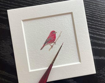 Fringuello fragola (maschio), dipinto originale, piccola opera d'arte