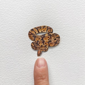 Può includere: Un piccolo serpente marrone e nero con la pelle a motivi è arrotolato su una superficie bianca. Un dito punta verso l'alto in direzione del serpente.