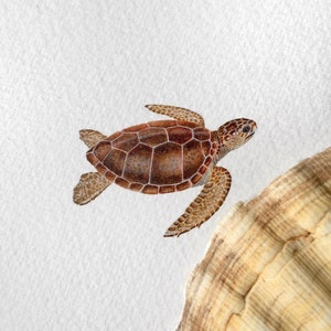 Peut inclure: Une peinture à l'aquarelle d'une tortue de mer nageant dans l'océan. La tortue est brune avec une carapace brun clair. La tortue nage vers la droite de l'image. Il y a une grande coquille de mer en arrière-plan.