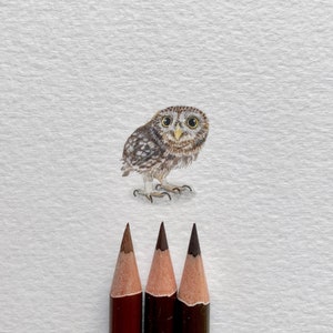 コキンメフクロウ（Athene noctua）、オリジナル絵画、小さなアート