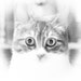 Umut