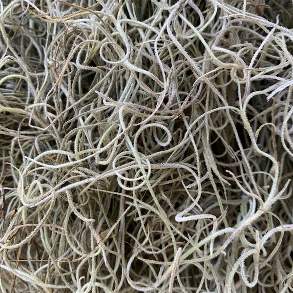 Beautiful (UNPROCESSED) Florida Grown Spanish Moss / Hand Picked to Order / Florida Tillandsia Usneoides Air Plant.