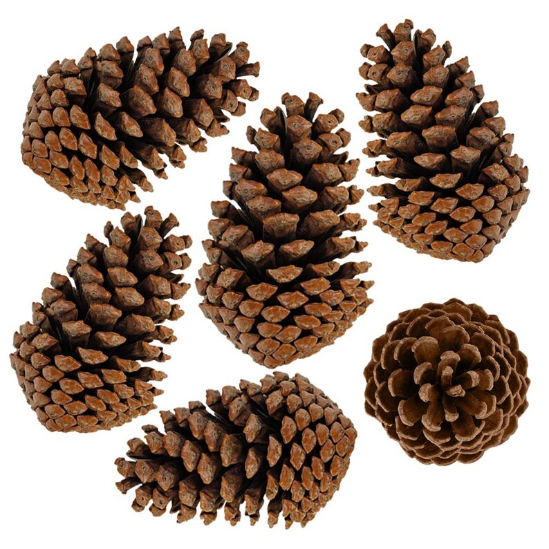 100 All Natural Unscented Pine Cones / 3 to 6 Tall / Bug Free / Bulk