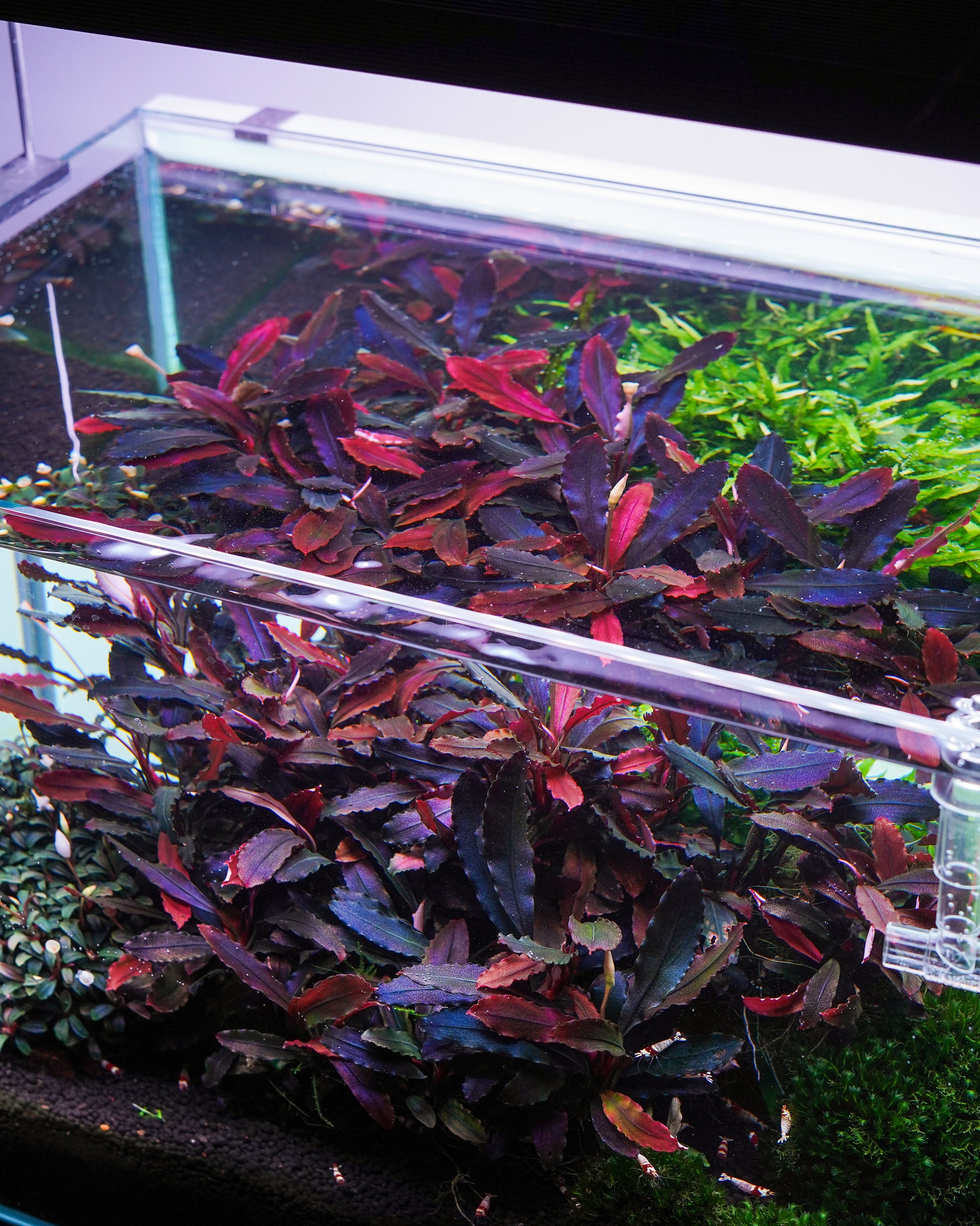 ブセファランドラ sp. Brownie Ghost 2011 Nakamoto Bucephalandra Brownie Ghost 2011 Tissue Culture Aquarium