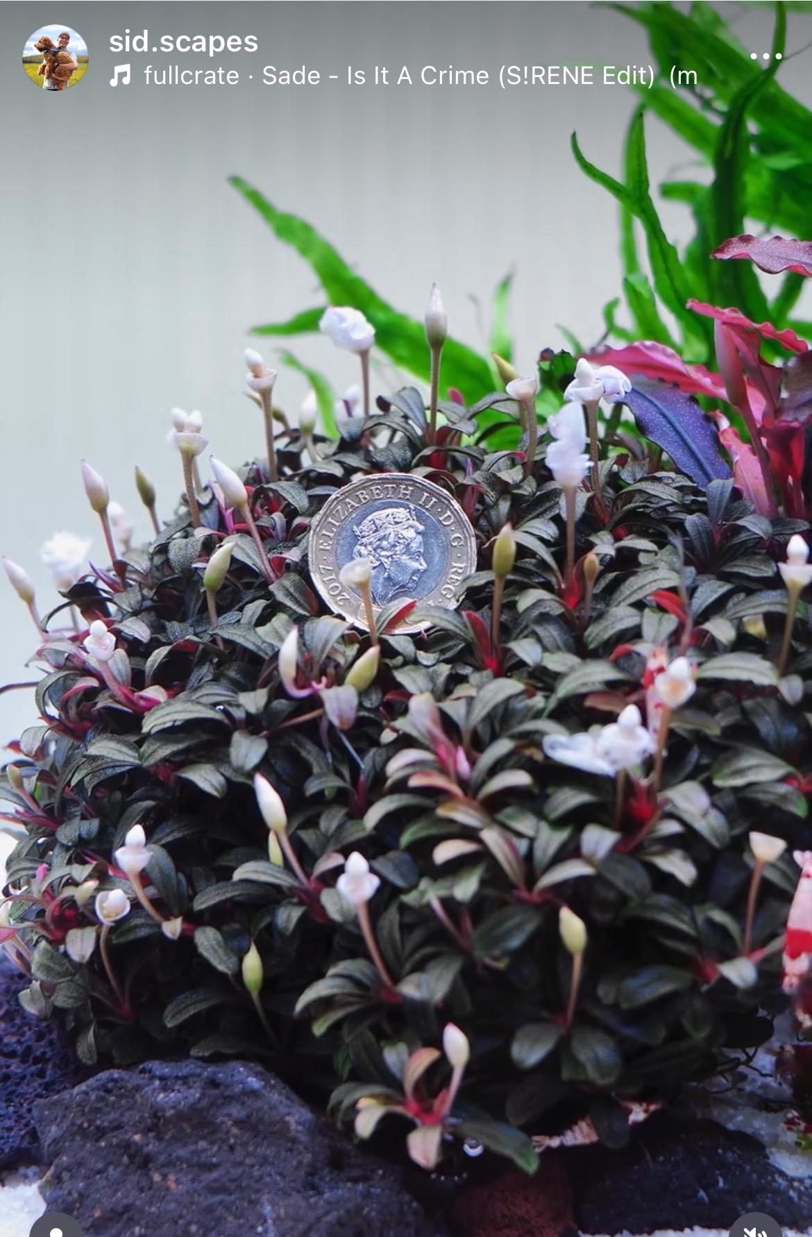 Bucephalandra Plants - Etsy UK