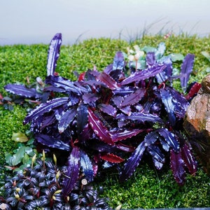 May include: A close-up shot of aquatic plants with striking deep purple and red leaves, contrasted against bright green moss. The leaves have a textured, iridescent appearance, with white highlights. The arrangement suggests a miniature aquatic garden or terrarium.