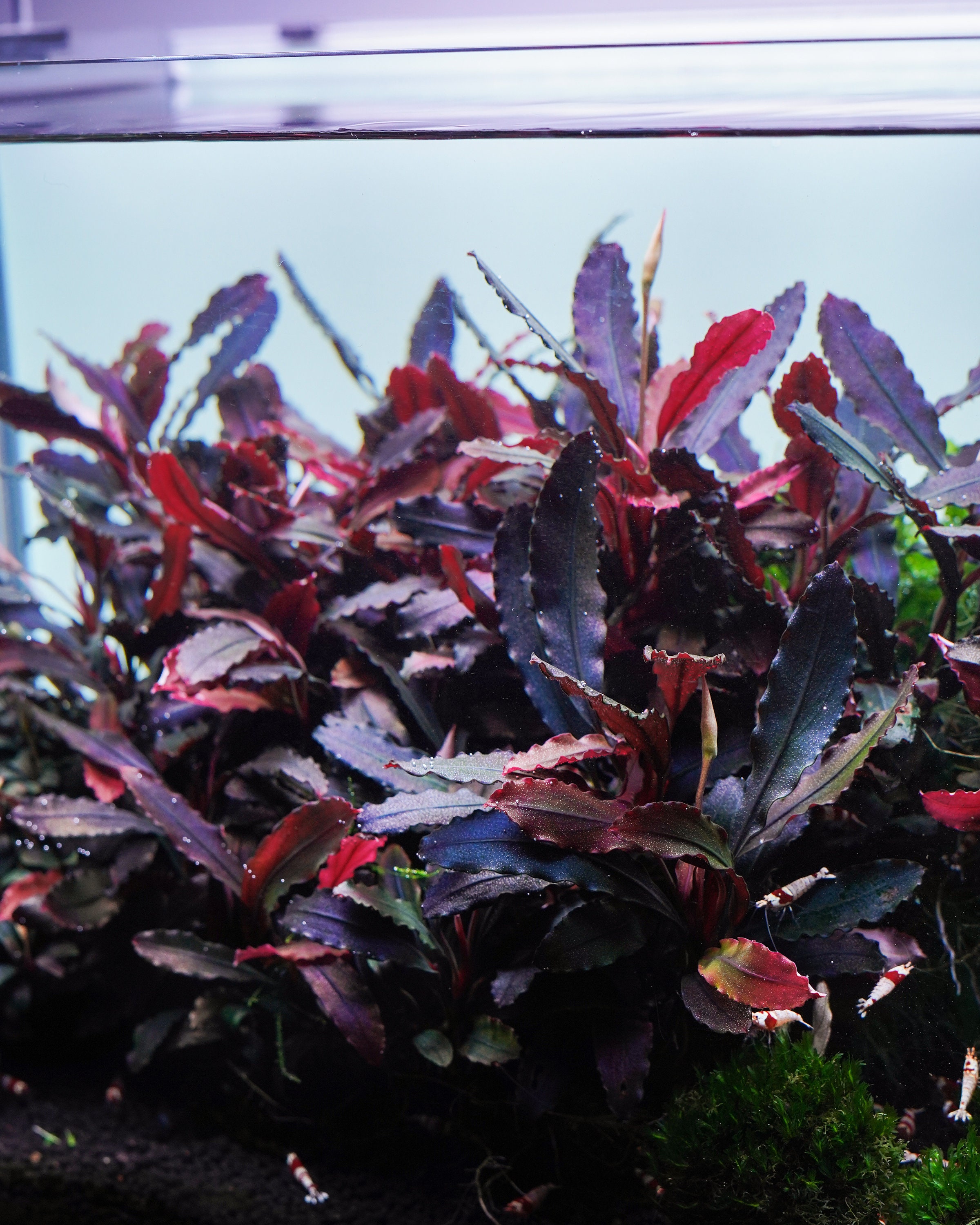 Bucephalandra Brownie Ghost 2011 - Etsy Canada