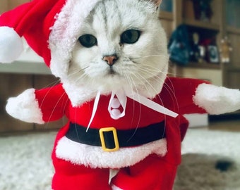 cats in christmas outfits