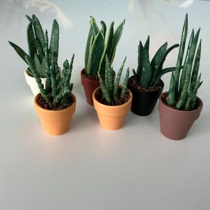Puede incluir: Una colección de plantas en maceta en miniatura, incluyendo plantas de serpiente, en varias macetas de terracota, blancas y negras. Las plantas tienen hojas verdes con diferentes patrones y formas. Las macetas están dispuestas sobre una superficie blanca.
