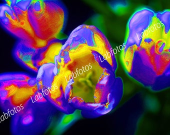Floral Photography for Sale