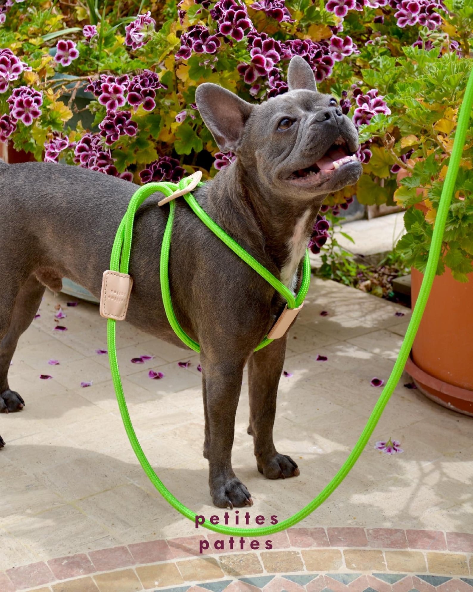 Dog Rope Harness and Leash Set Leather Dog Leash Adjustable Etsy