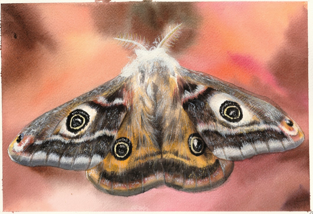 Emperor Moth Original Watercolour Painting A4 Size Nature - Etsy