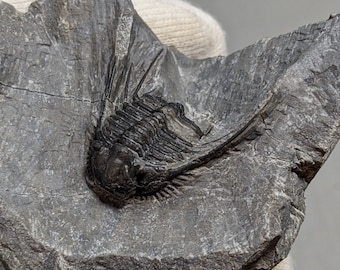 Spiny Leonaspis (Rare!) trilobite fossil from Morocco (original, not a cast) - 112.5 gram specimen