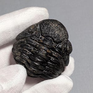 May include: A dark, fossilized trilobite, a prehistoric marine arthropod. The fossil is a dark gray color with a textured surface, showcasing the segmented body and head. The trilobite is held in a gloved hand.