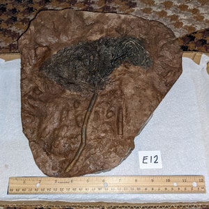 ¡Raro fósil de crinoideo (lirio marino) auténtico de Marruecos! 2,9 kg