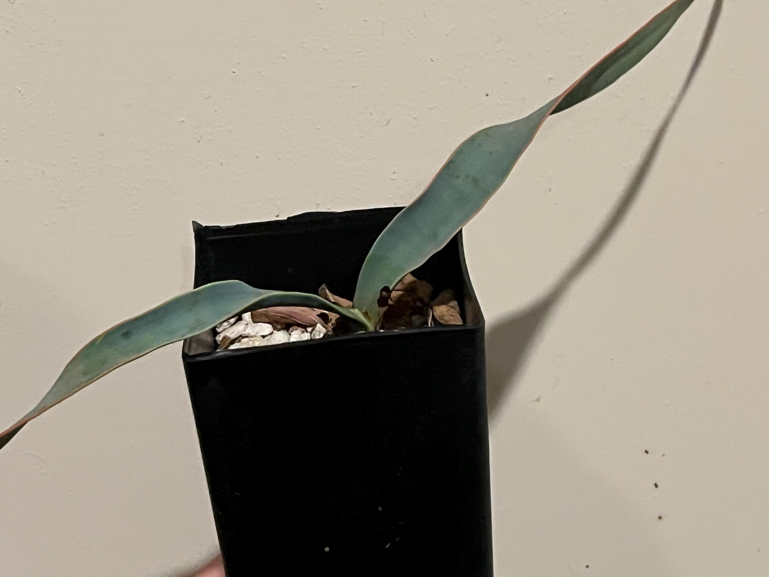 Welwitschia Mirabilis Seeds - Etsy