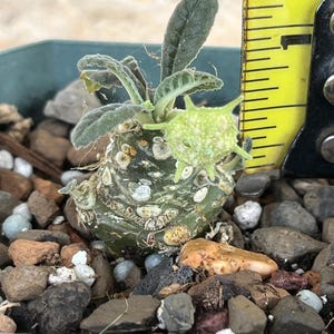 Dorstenia Foetida | Dorstenia | Caudex Plant | Succulent