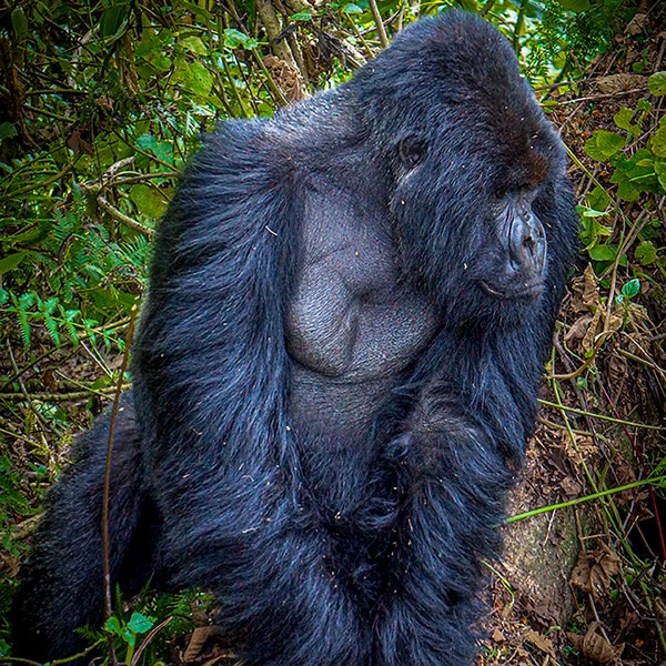 Wildlife Photography | Wildlife Print | Wildlife Wall Art | Africa Print | Digital Download | Silver Back Mountain Gorilla: Rwanda