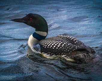Wildlife Photography | Adirondack Print | Living Room Decor | Bird Wall Art | Nature | Digital Download | Loon in the Rain: Adirondacks, USA