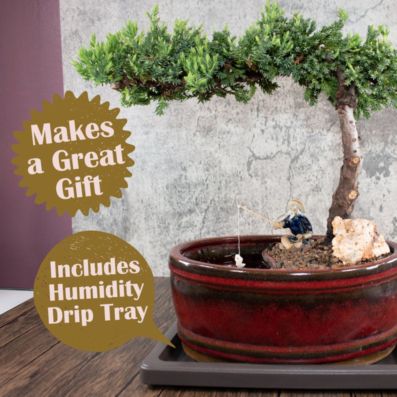 Juniper Bonsai Tree Large Easy Fisherman / Live Plant / Etsy