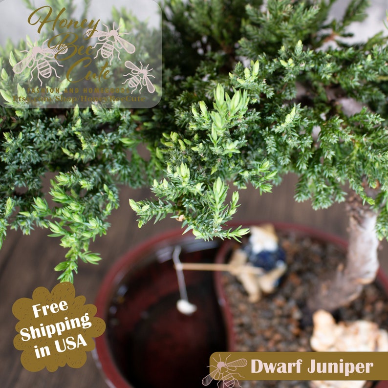 Juniper Bonsai Tree Large Easy Fisherman / Live Plant / Etsy