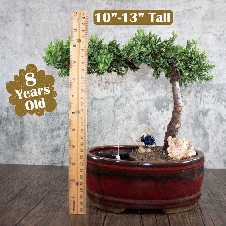 Juniper Bonsai Tree Large Easy Fisherman / Live Plant / Etsy