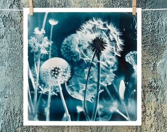 Surreal Cyanotype Dandelion Luster Print | 14 x 14 inches