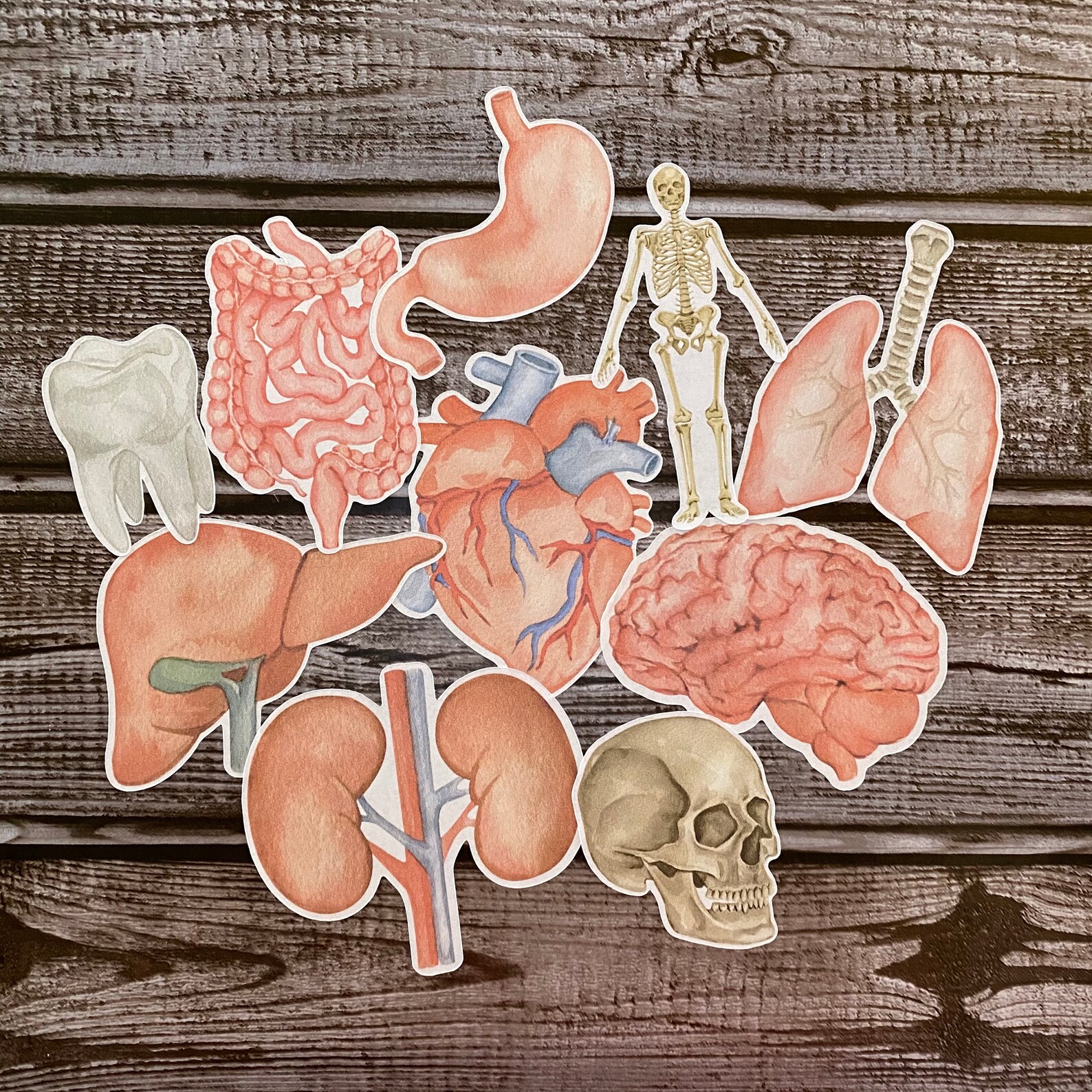 Human anatomy sticker pack organ systems medical student Etsy