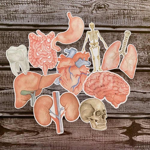 Human Anatomy Sticker Pack Organ Systems Medical Student - Etsy