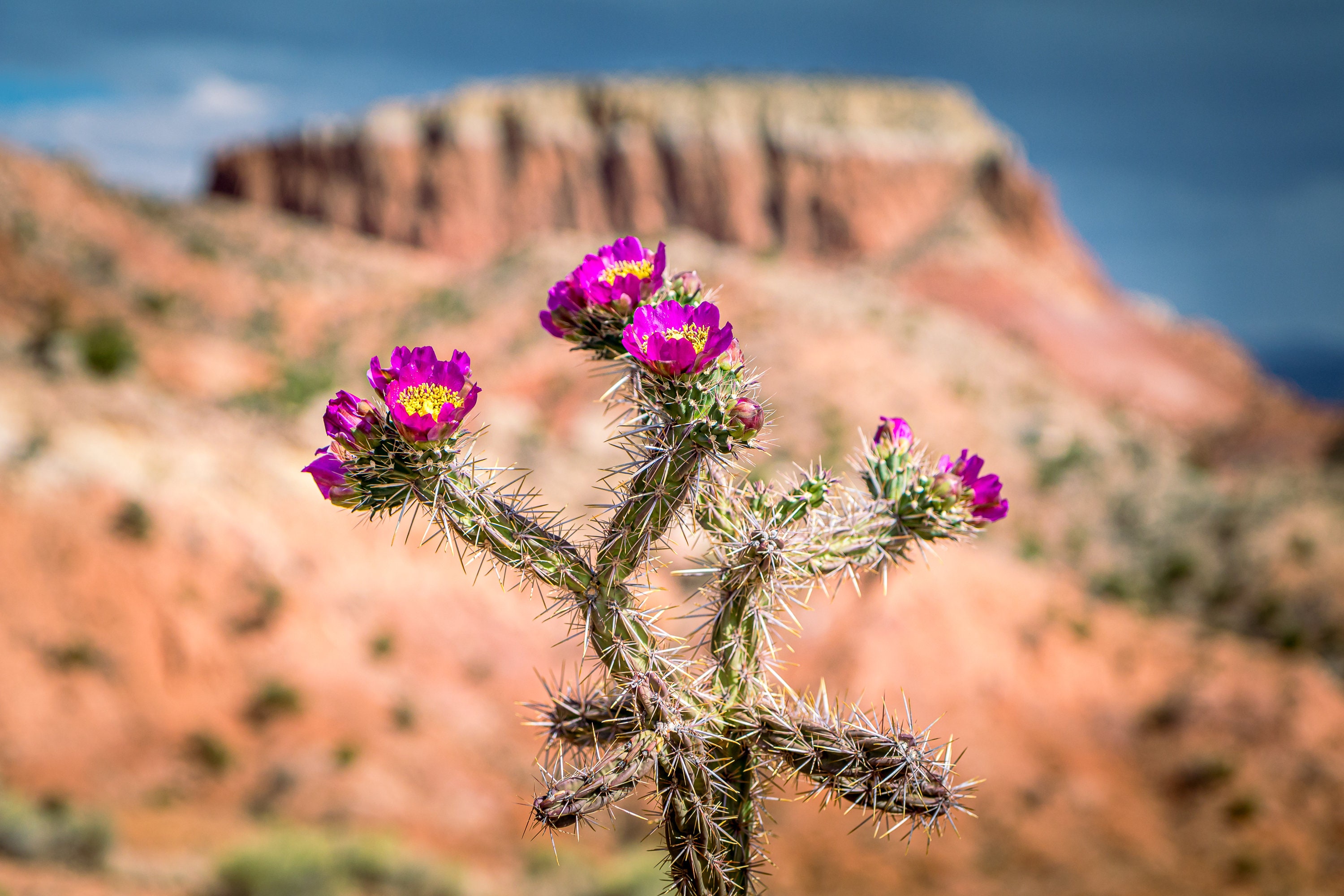 New Mexico Photography - Desert Cactus- Canvas, Metal, Paper Print